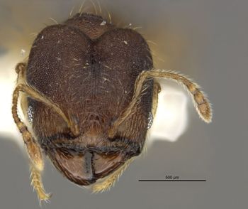 Media type: image;   Entomology 34298 Aspect: head frontal